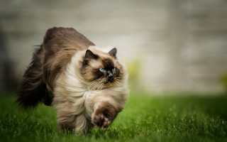 Cat running grass blue eyes - expressionism free wallpaper