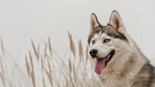 Husky blue eyes field tongue - husky free wallpaper
