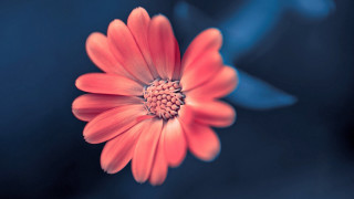 Red flower blue background macro 2 - this picture free wallpaper