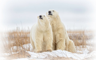 Polar bears snow outdoors ecological - two polar bear free wallpaper