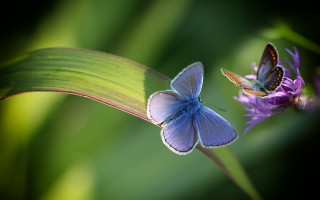 Blue brown butterflies purple flower - two butterfly free wallpaper
