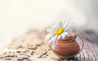 Flower clay vase wooden table - artistic free wallpaper