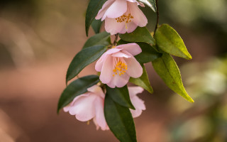 Pink flower green leaves branch - green leaf free wallpaper for desktop
