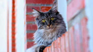 Black cat regal rococo curtains - regal free wallpaper