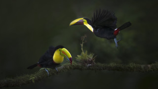 Two birds yellow beaks mossy - mossy free wallpaper
