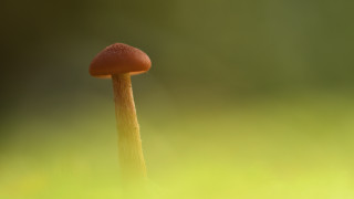 Orange mushroom green grass blurry - dof free wallpaper