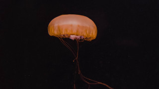 Jellyfish floating dark ocean night - a yellow head free wallpaper