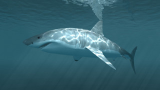Shark ocean light shining photoreal - photoreal free wallpaper