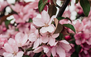 Pink flower cherry blossoms bokeh - a close up of a tree free wallpaper