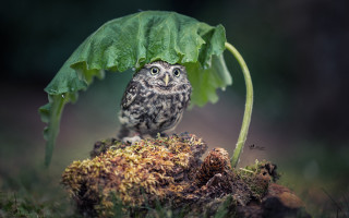 Small owl under green leaf - a small owl free wallpaper