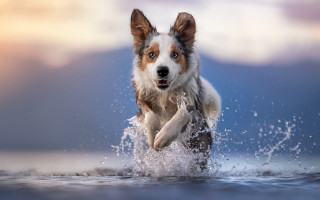 Dog water blurry sky aurora - photograph free wallpaper