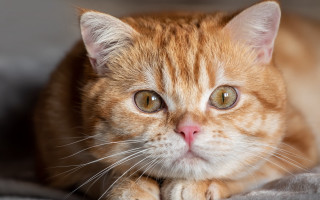 Cat closeup bed blanket wideeyes - symmetrical eye free wallpaper