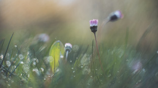 Flower dew closeup impressionism tiltshift - dew free wallpaper