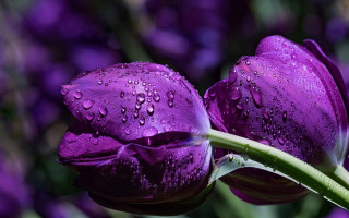 Purple flower water droplets macro 10 - a background free wallpaper