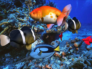 Fish swimming coral reef blue - coral free wallpaper for desktop