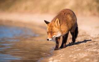 Red fox water edge lake - a red fox free wallpaper