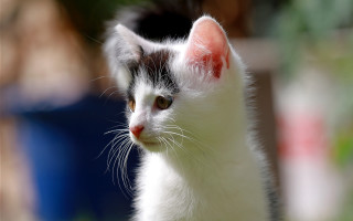 White black cat red spot - spot free wallpaper