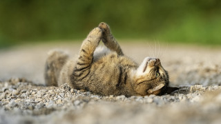 Cat rolling paws up desert - its back free wallpaper