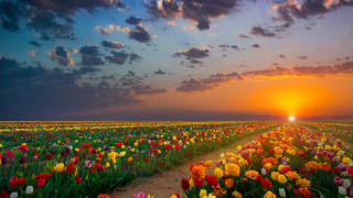 Flower field sunset clouds dirt - a dirt path free wallpaper