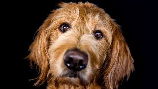 Dog shiba inu blue eyes - a black background behind free wallpaper for desktop