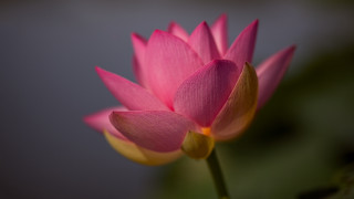 Pink flower yellow tips macro - bholekar srihari free wallpaper