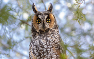 Owl branch sky leaves bokeh - a few leaf free wallpaper