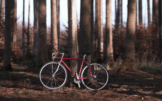 Red bike forest trees leaves - tall tree free wallpaper