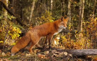 Fox forest autumn leaves blurry - a fox free wallpaper