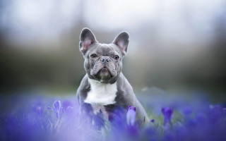 Small dog flower field sad 3 - a small dog free wallpaper