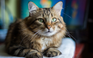 Sad cat table felix darley - felix octavius carr darley free wallpaper for desktop