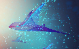 Birds bubbles blue sky aurora - the background of the image free wallpaper