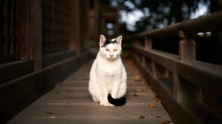 White black cat wooden walkway - a fence and trees free wallpaper
