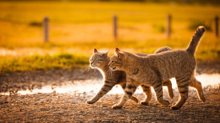 Cats field fence autumn blurry - two cat free wallpaper