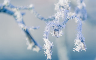 Snowy plant macro blue sky - a close up of a plant free wallpaper