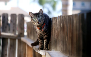 Serious cat on fence carlos - a wooden fence free wallpaper