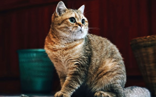 Cat basket food red wall - a red wall free wallpaper