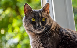Cat window green trees blurry - a green background and trees free wallpaper