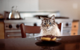 White cat sitting table food - a plate of food free wallpaper