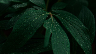 Green leaf water droplets red 2 - david budd free wallpaper for desktop
