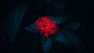 Red flower green leaves night - visible free wallpaper for desktop