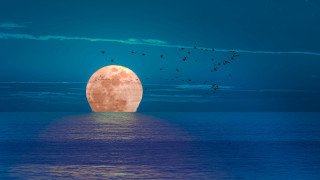 Full moon ocean birds blue - full moon free wallpaper