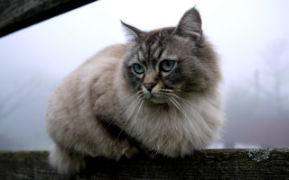 Blue eyed cat fence post - a foggy background free wallpaper