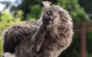 Long haired cat looking up - a long hair free wallpaper