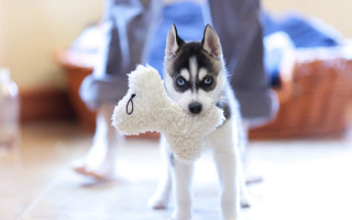 Husky stuffed animal blurry background - husky free wallpaper for desktop