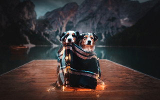 Dogs dock blanket lights mountains - a wooden dock free wallpaper