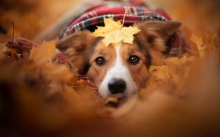 Shiba inu autumn leaves blurry - free dogs wallpaper