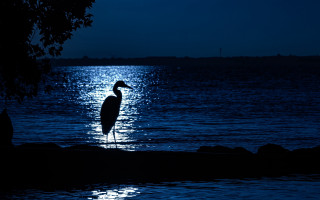 Bird water night moon tree - chris friel free wallpaper