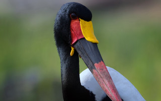 Bird yellow beak black head - beak free wallpaper