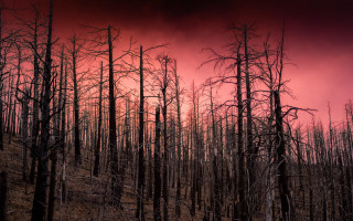 Red sky burned forest dead - apocalyptic free wallpaper for desktop