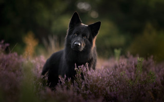Black dog purple flower field - a black dog free wallpaper